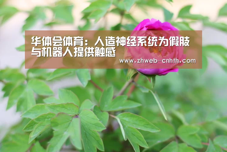 华体会体育:人造神经系统为假肢与机器人提供触感(图4) 华体会体育